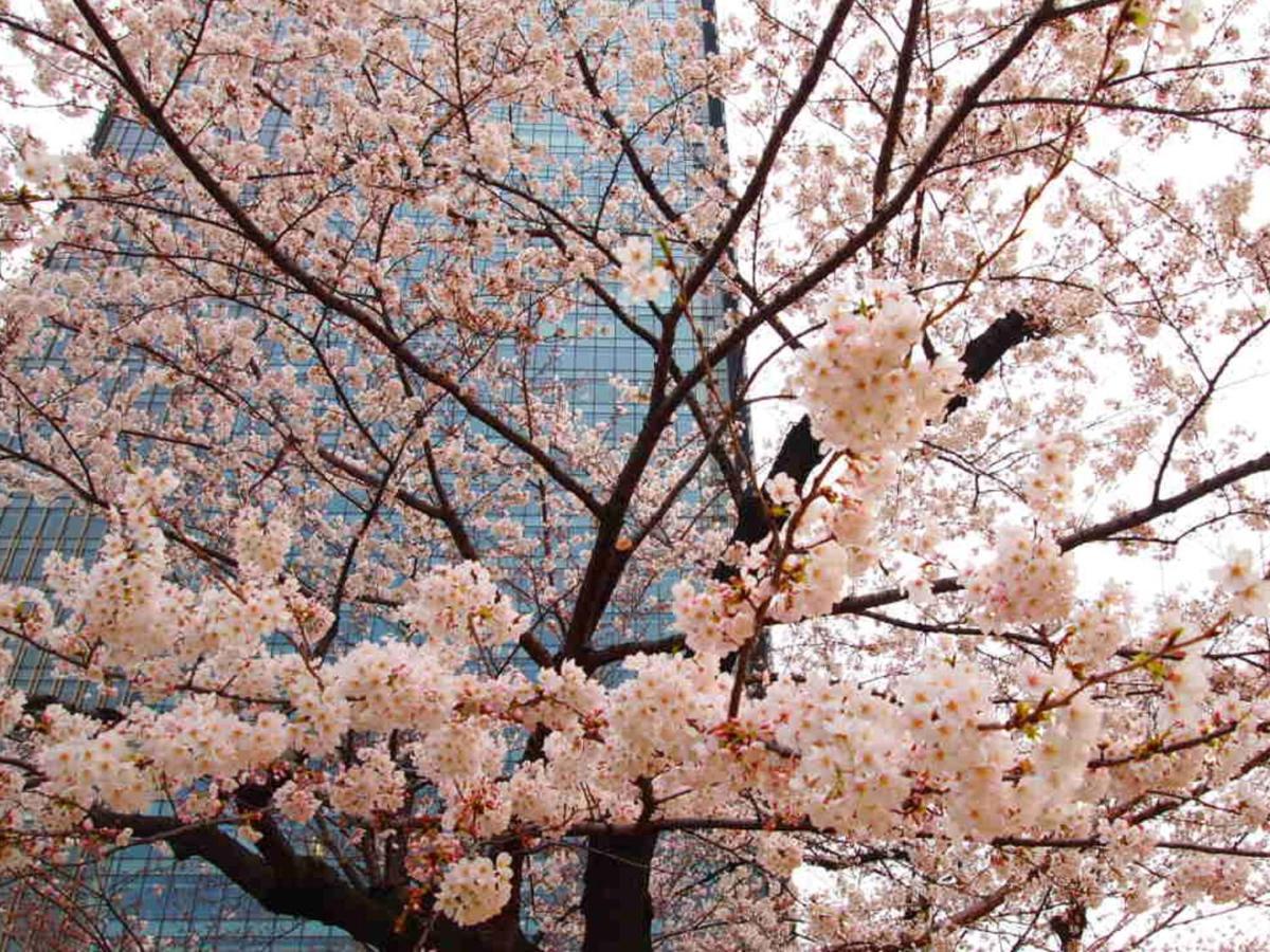 Apa Hotel Roppongi Itchome Ekimae Tokyo Dış mekan fotoğraf
